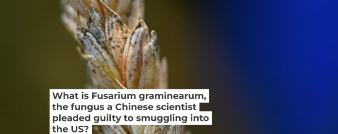 Wheat infected by Fusarium, a toxic fungus, has kernels that appear white with orange at the base. Klaus-Dietmar Gabbert/picture alliance via Getty Images